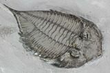 Dalmanites Trilobite Fossil - New York #99084-2